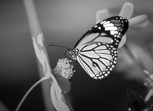 DDOS在线攻击平台