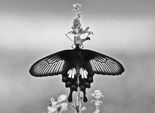 快速定制界面的ddos压力测试网页端